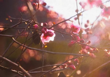 Erstes Licht des Frühlings, 2018